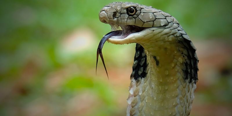 Loài rắn trong phong thủy có ý nghĩa như thế nào?